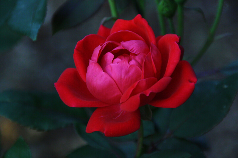Linda Fields — red rose