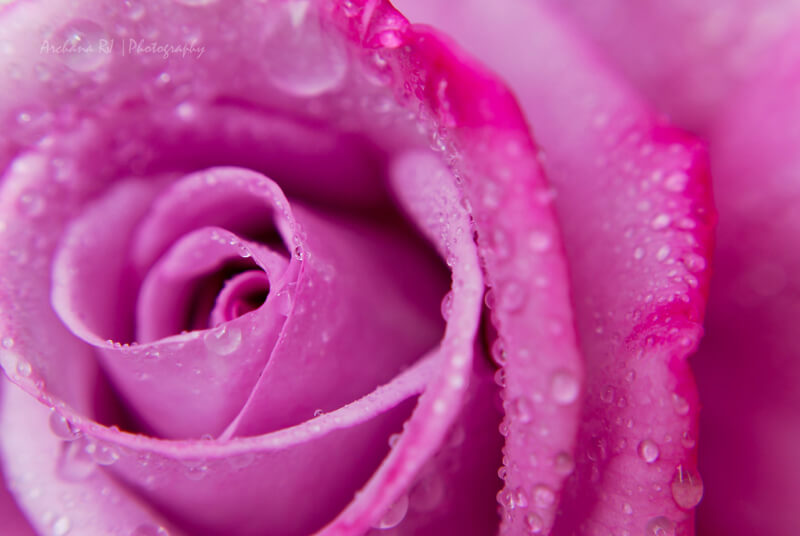 Archana Jarajapu — macro of pink rose