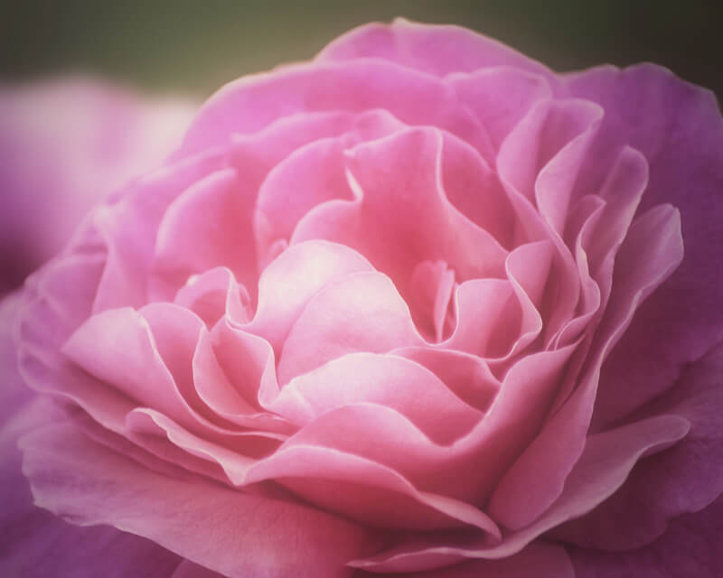 Sharon LuVisi — pink rose