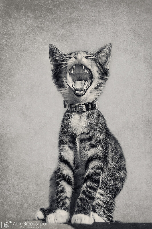 gatinho de bocejo; fotos preto e branco