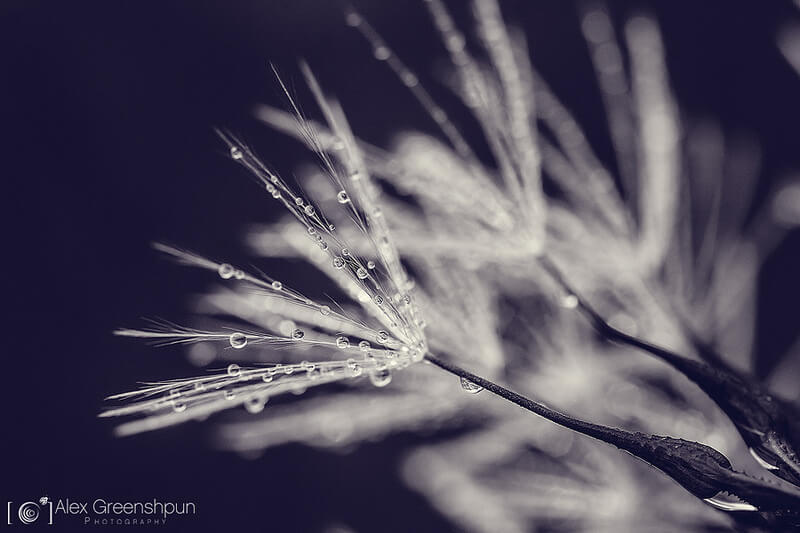 dandelion with dew