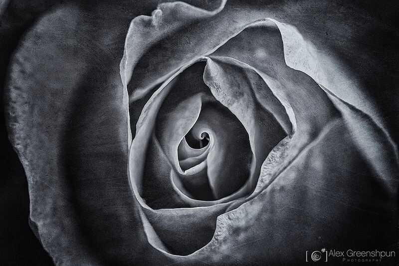 rose macro black and white