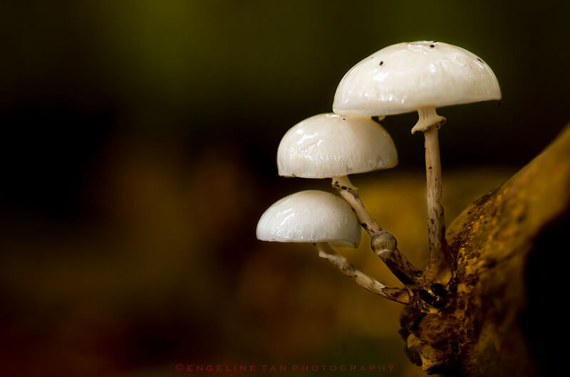 three button mushrooms