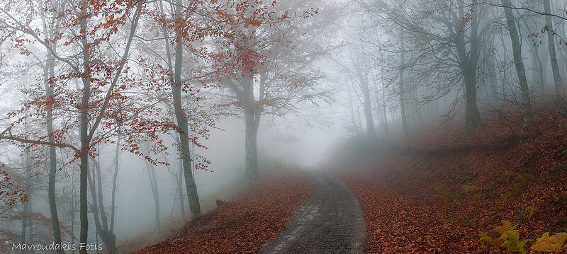 Foggy autumn forest road