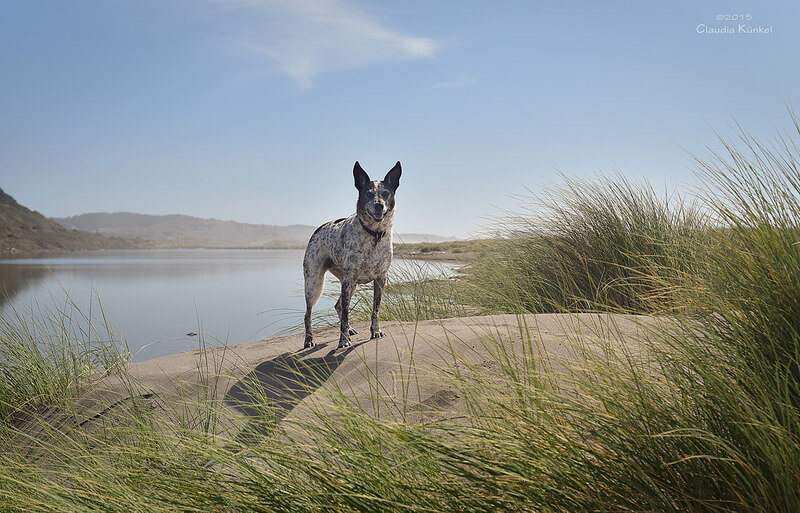sand dunes dog