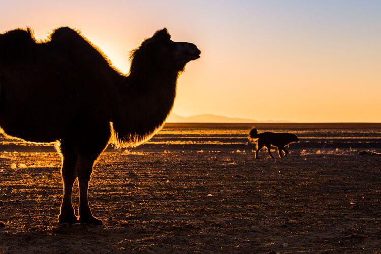 two humped camel