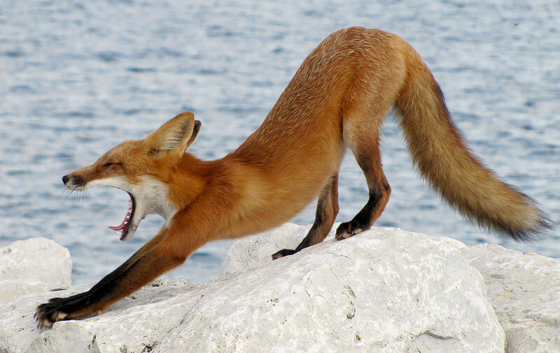 fox stretching