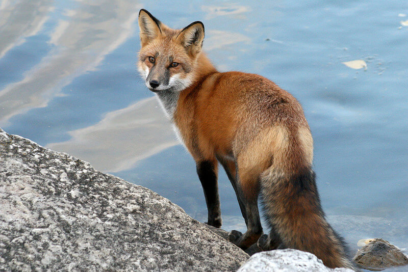 red fox by the water