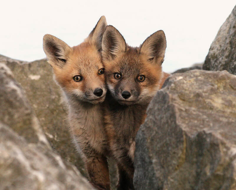 red fox kits