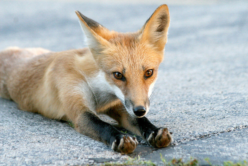 fox portrait