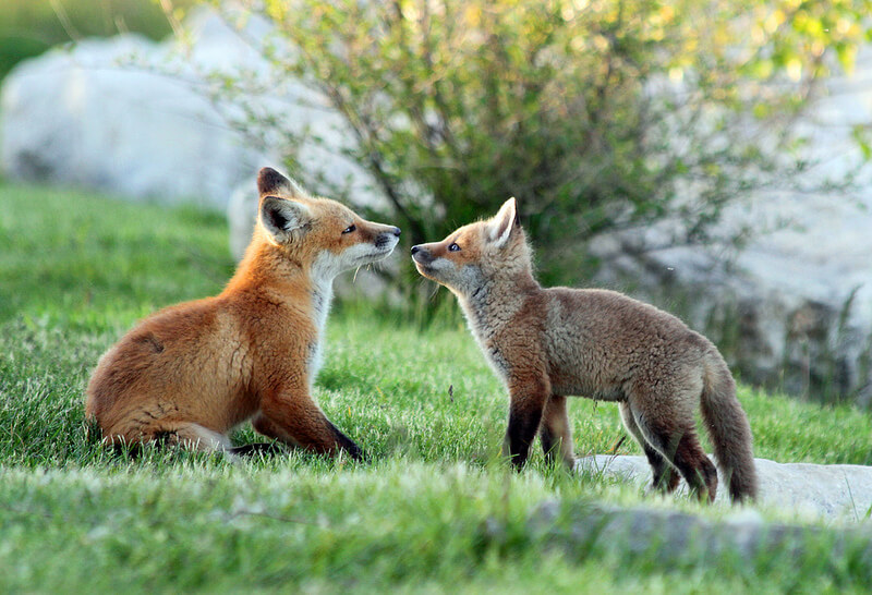 fox kits