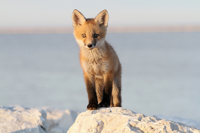 young red fox kit