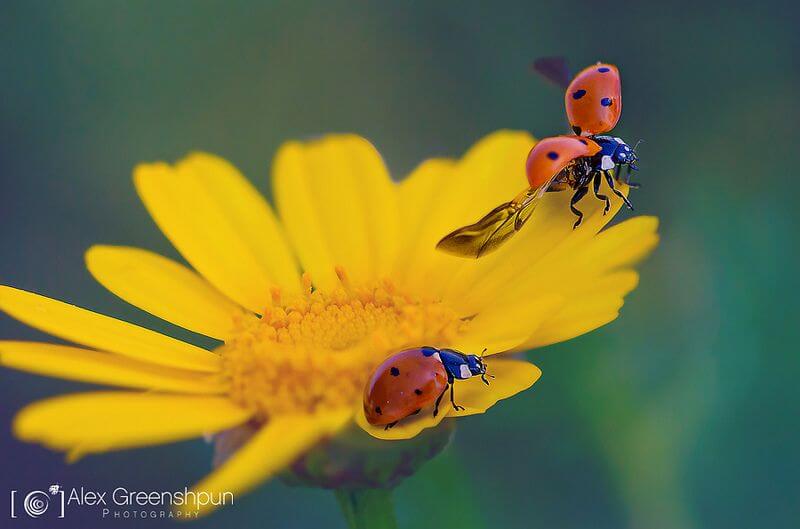 Alex Greenshpun ladybug flying