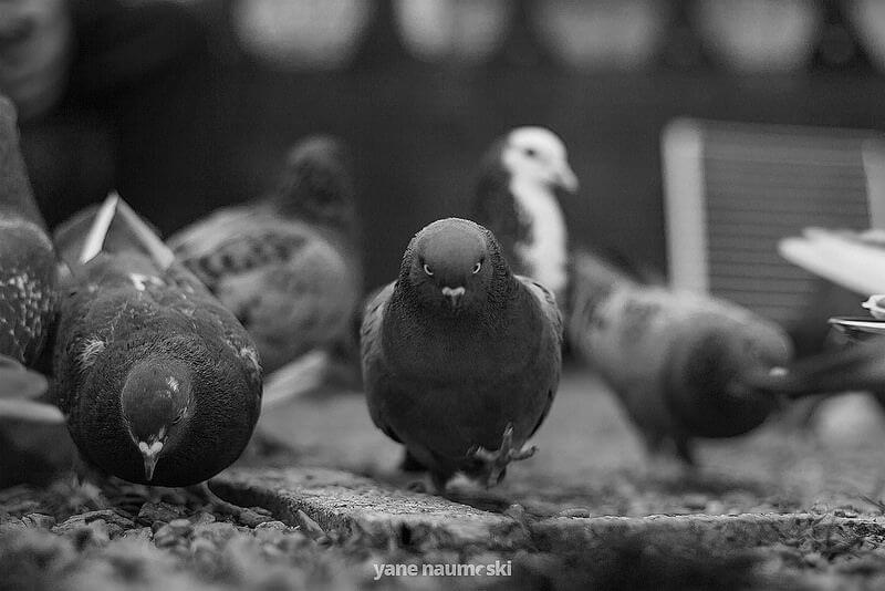 Yane Naumoski Angry Bird Pigeon