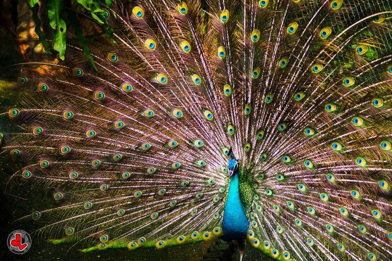 20 Beautiful Images of Peacocks The Photo Argus