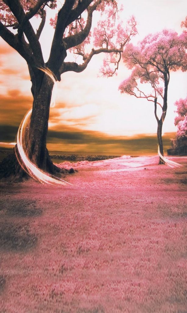 rose colored dream backdrop
