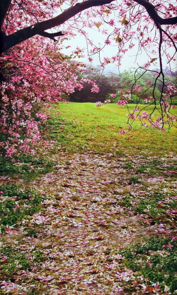 spring tree backdrop