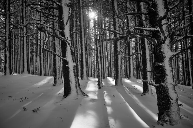 Andrew Petersen - Winter Trees
