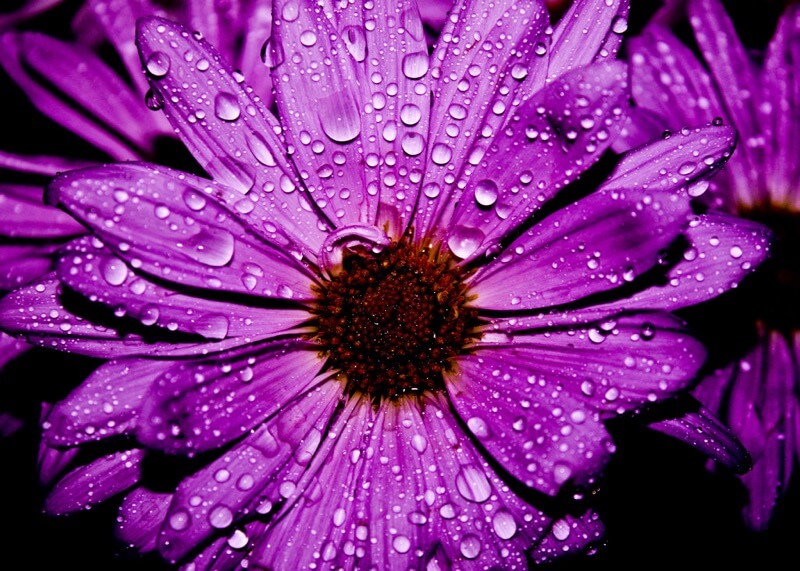 Ky Dally - Purple Flower, water