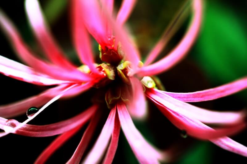 JB Kilpatrick - Flower Close-up
