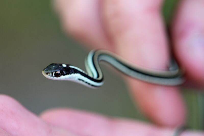 Greg Schechter - Eastern Ribbon Snake