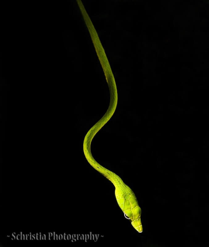 Schristia - Green Snake