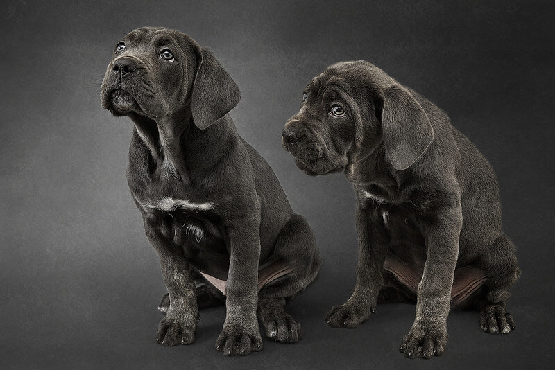 Cane Corso puppies