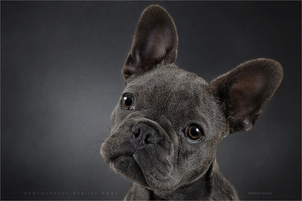 Beautiful Portraits of Dogs by Marijke Mooy - The Photo Argus