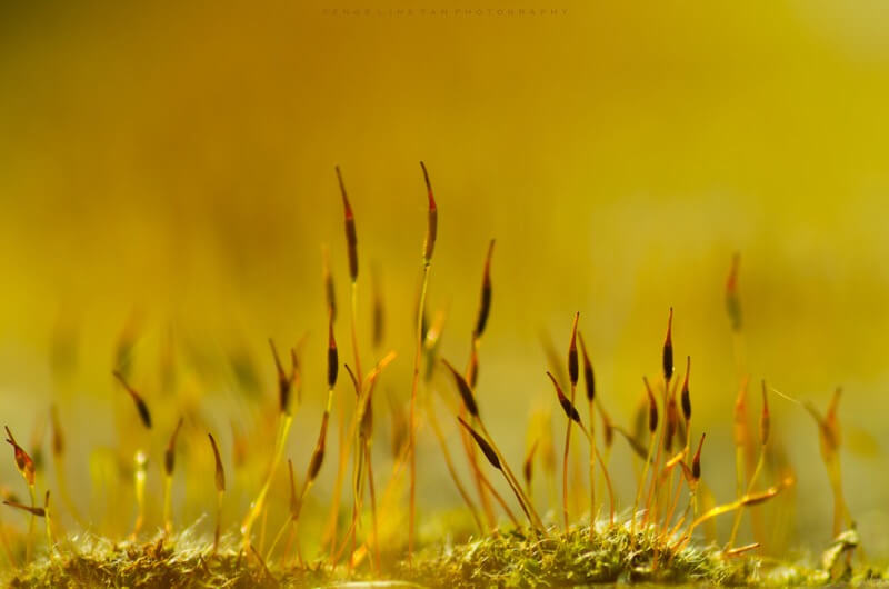 Golden hour moss