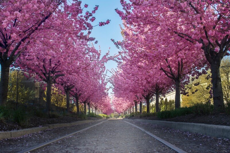 cherry trees in blossom