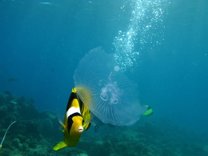 Butterfly Fish eating Jellyfish