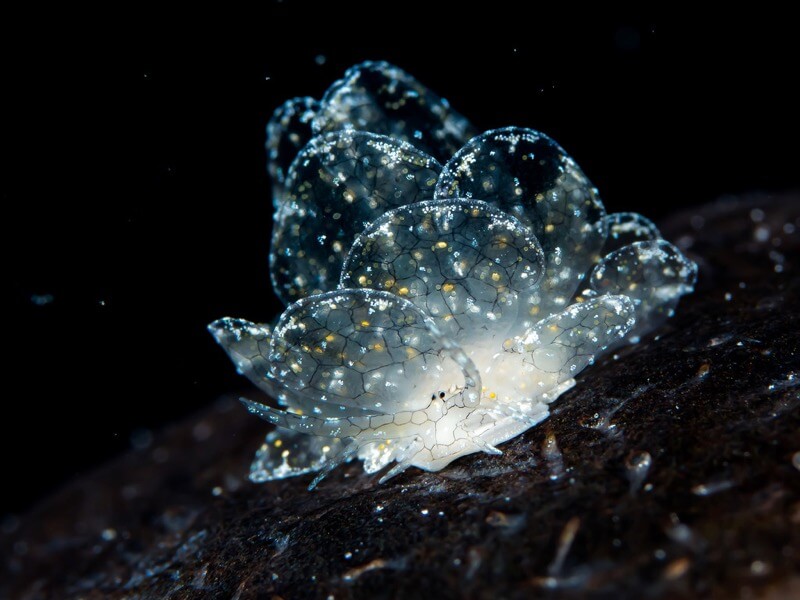 Rickard Zerpe - Honeycomb butterfly sea