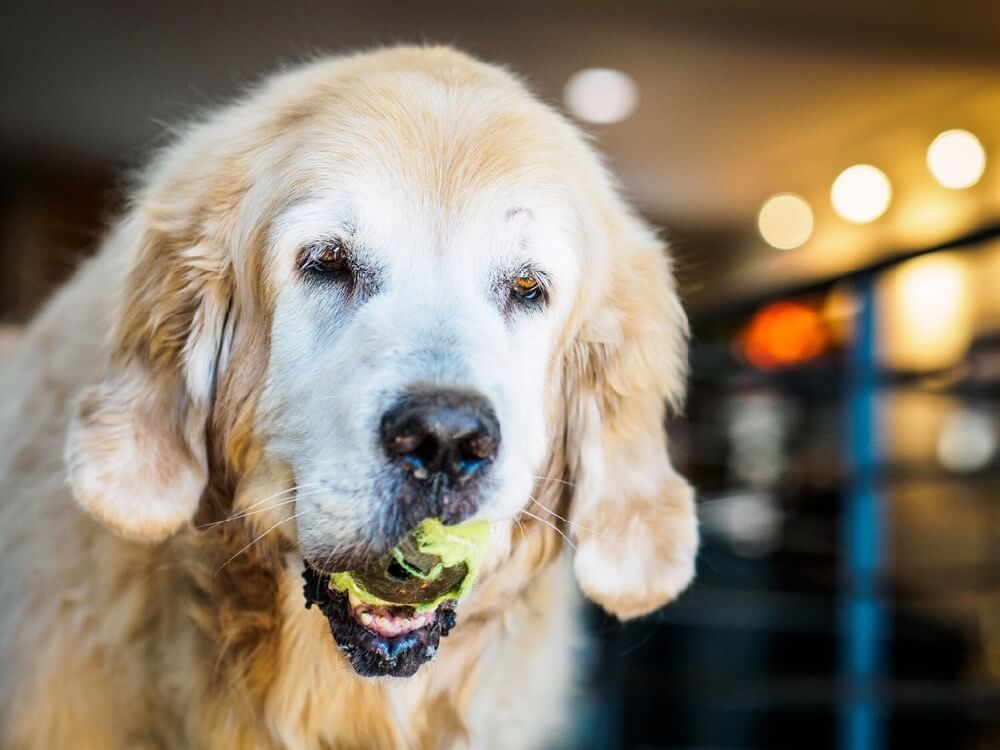 dog holding tennis ball