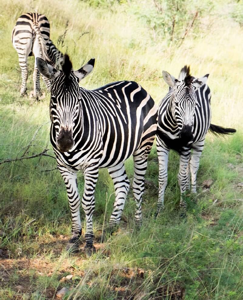 Knud Hald - Three zebras, Pilanesberg, South Africa
