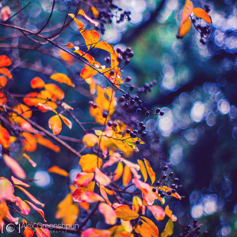 Alex Greenshpun autumn leaves