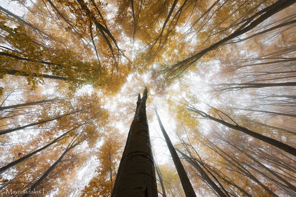Fotis Mavroudakis - Autumn trees canopy
