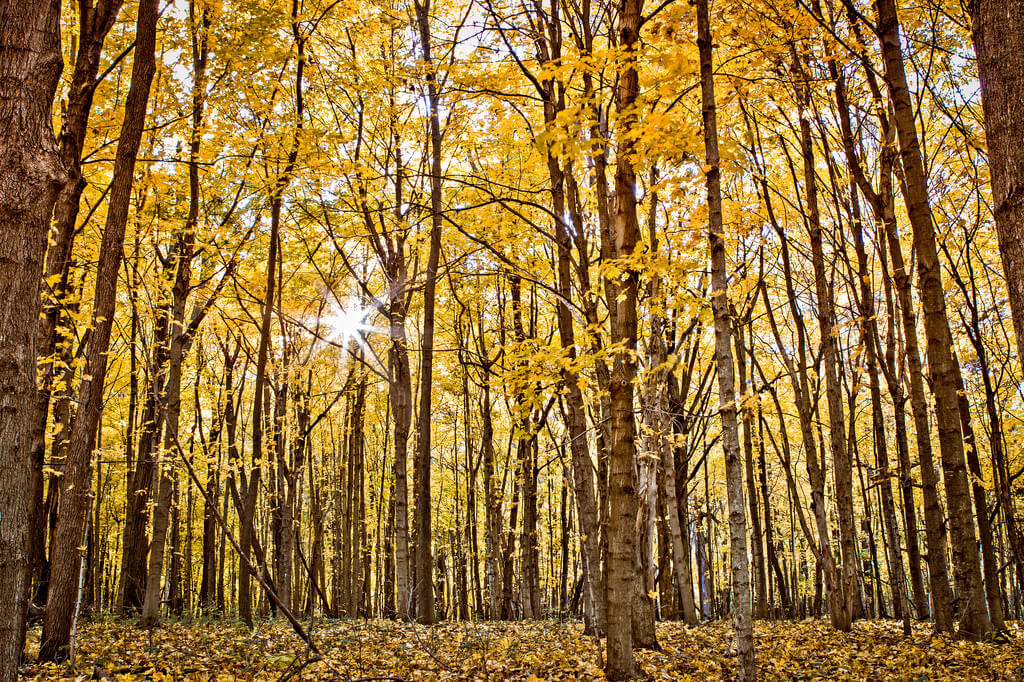TroyMarcyPhotography - Autumn Timber