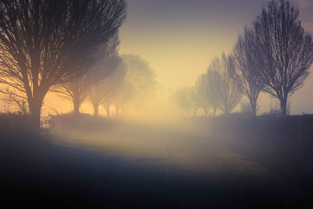mist trees