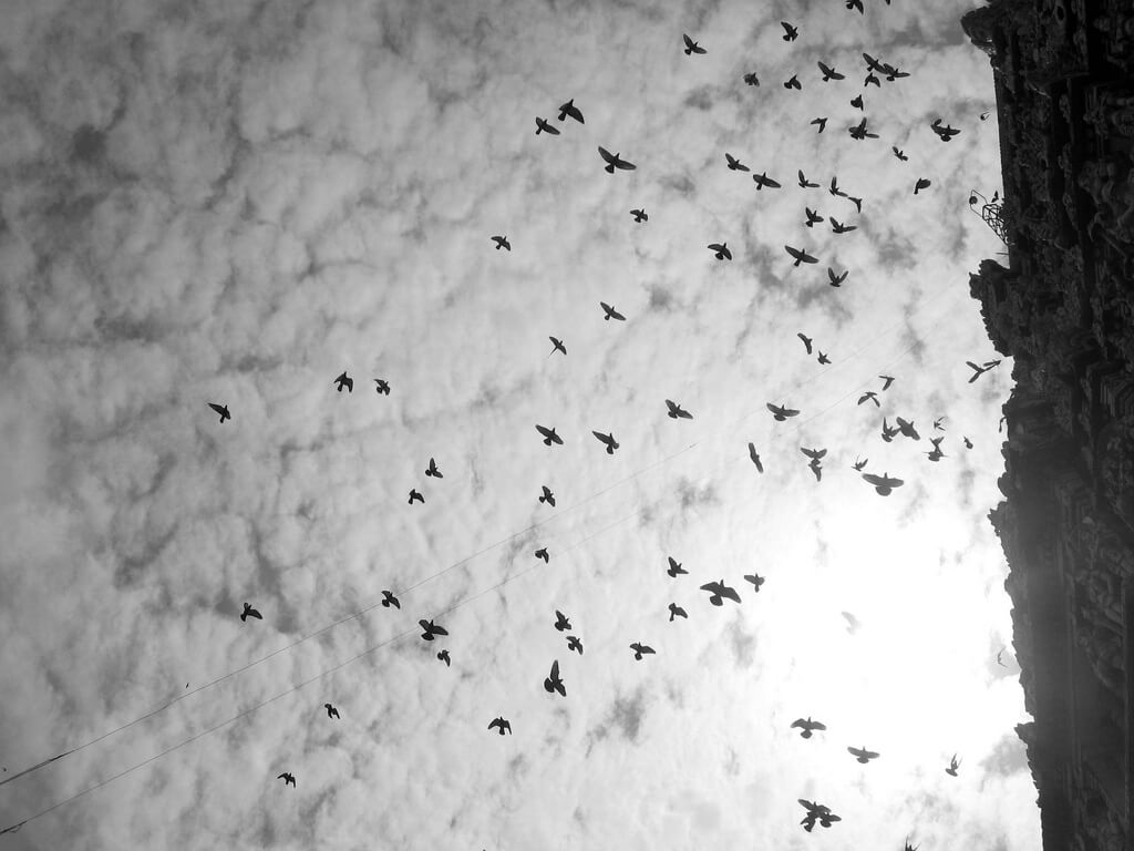 Srividya Balayogi - Crows and Clouds