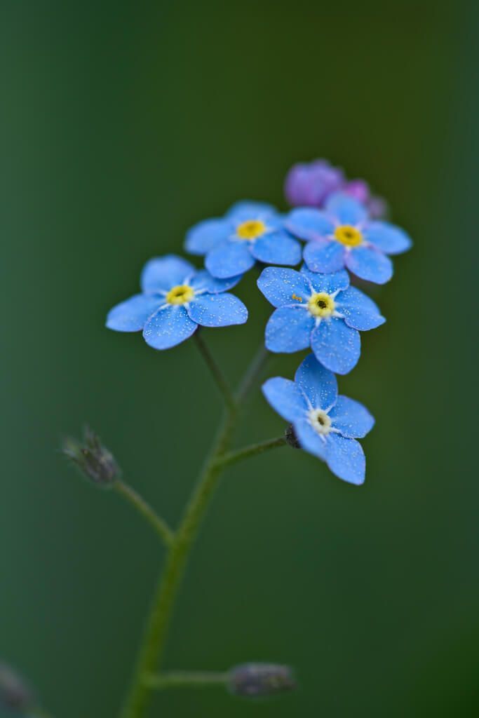 Peter Stenzel - Forget-Me-Not - pictures of flowers