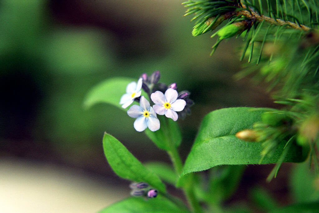 pmvarsa - Forget-me-nots - pictures of flowers