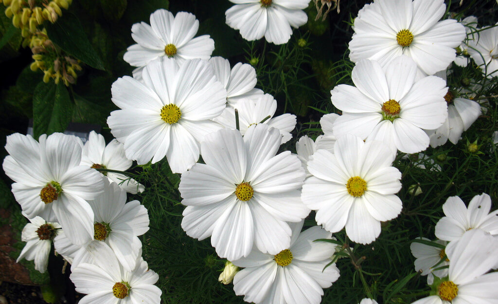 Rubem Porto Jr - White Daisy, Hampton Court, England - pictures of flowers