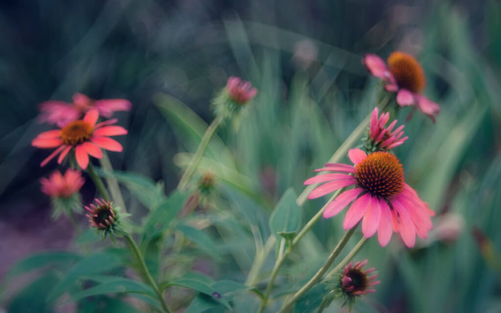 Anne Worner - Coneflowers - pictures of flowers