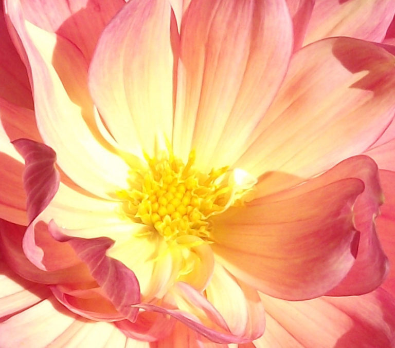 55 Beautiful Pictures of Flowers for Your Inspiration