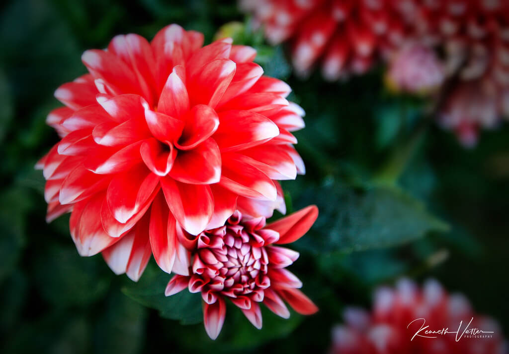 Kenneth Vetter dahlia - pictures of flowers