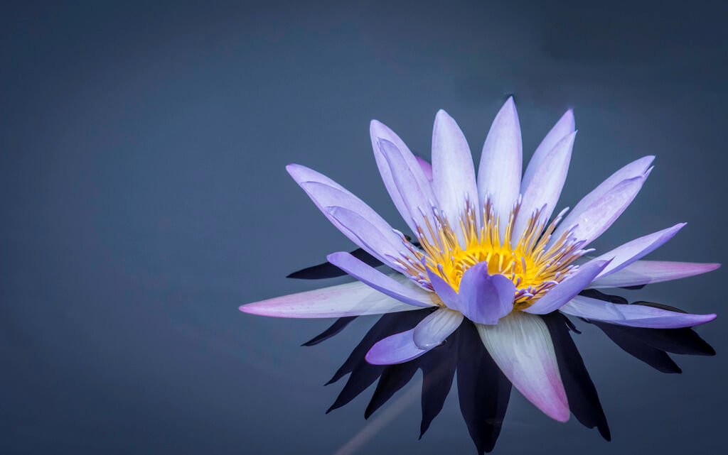 Carina - water lily - pictures of flowers
