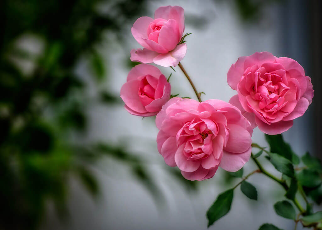 tuvidaloca - four pink roses