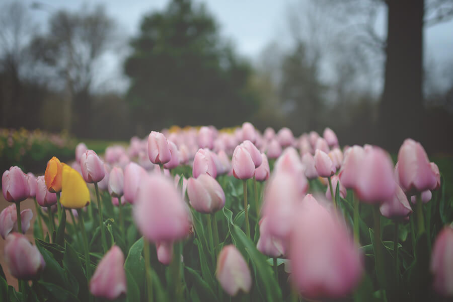 jordan parks pink tulips
