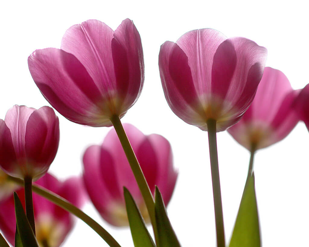 Missi - pink tulips in sun