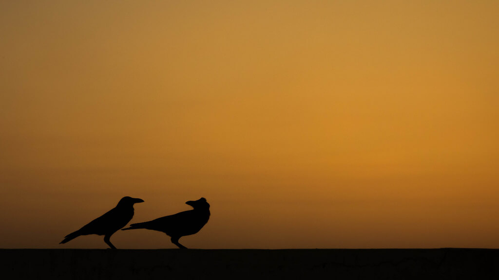 Waleed Shafi - Sunset silhouette crows